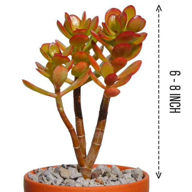 Baby Jade Crassula Ovata Crosby’s Compact Great for Bonsai/Office Plant6-8''